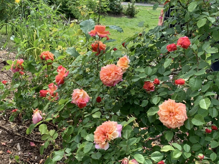 IMG_5785.jpg?type=w966