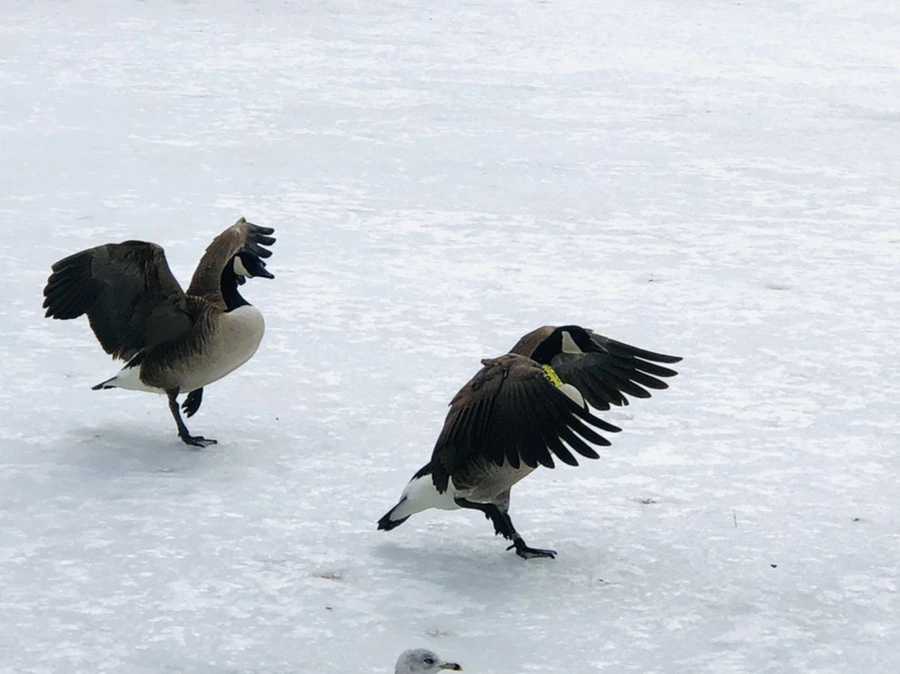 IMG_4332.jpg?type=w966