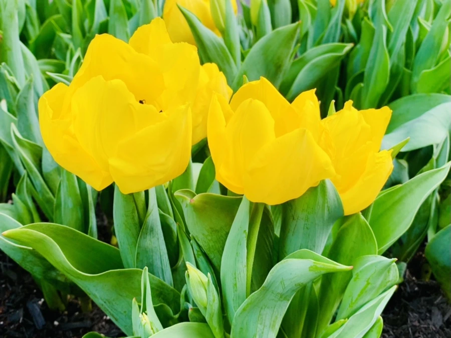 IMG_4655.jpg?type=w966