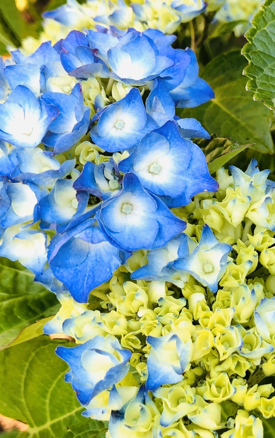 IMG_8359.jpg?type=w966