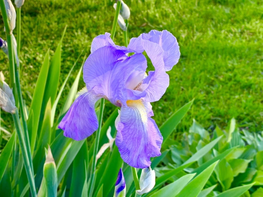 IMG_2133.jpg?type=w966