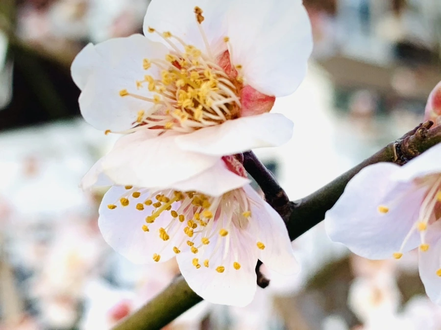 IMG_2251.jpg?type=w966