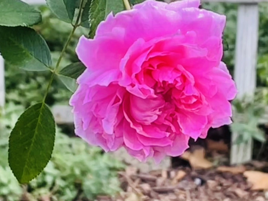 IMG_0151.jpg?type=w966