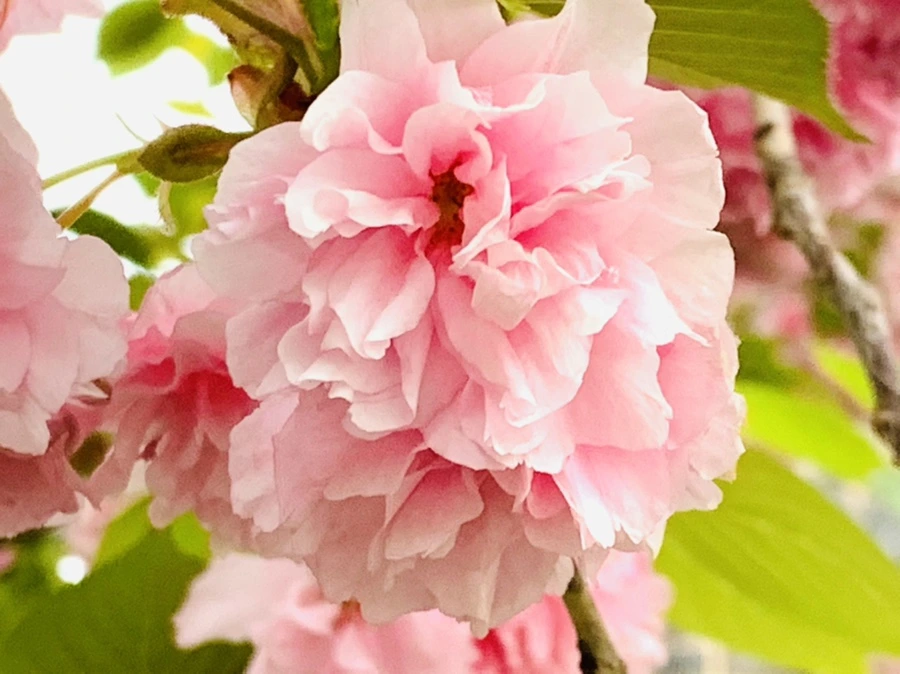 IMG_8981.jpg?type=w966