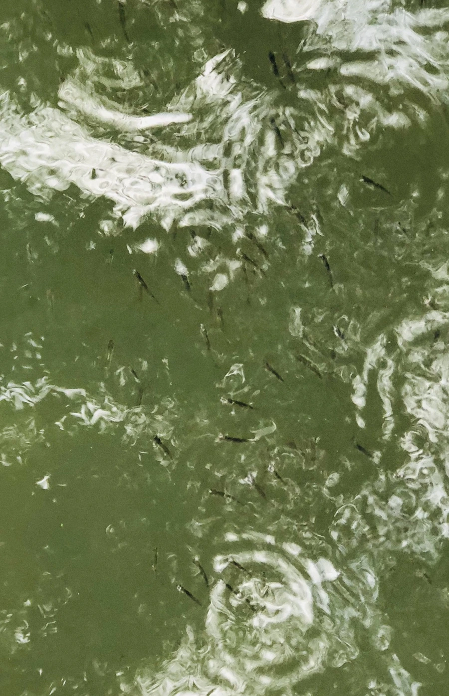 IMG_3077.jpg?type=w966