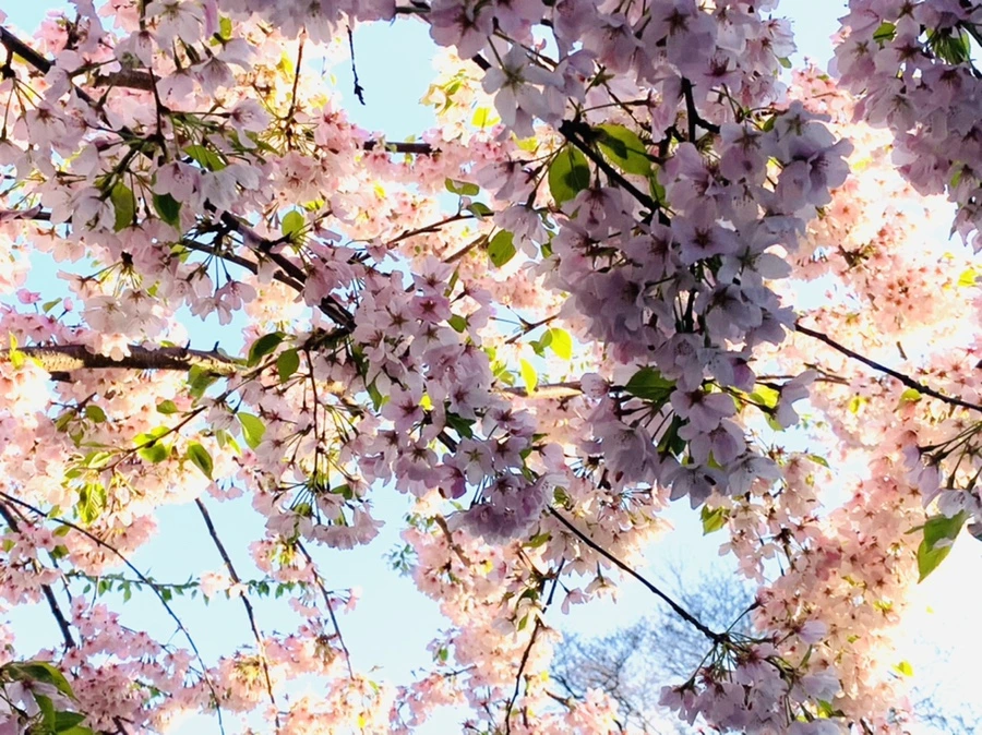 IMG_2455.jpg?type=w966