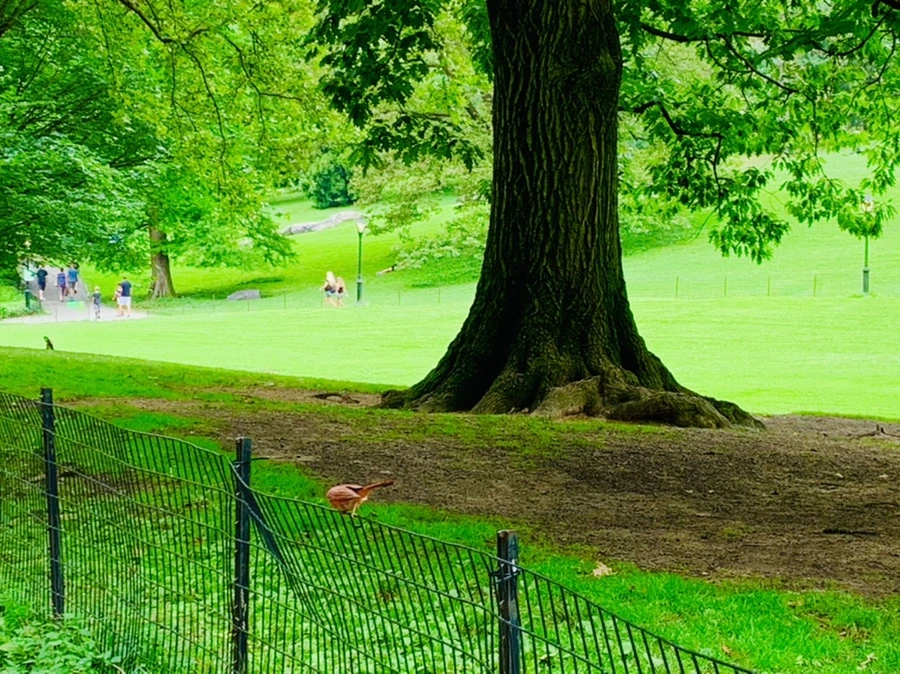 IMG_9928.jpg?type=w966