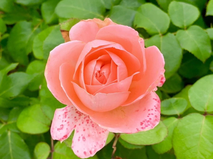 IMG_2692.jpg?type=w966