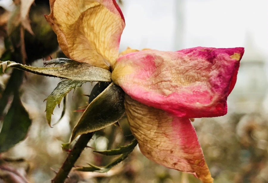 IMG_8794.jpg?type=w966