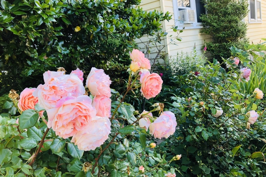 IMG_8530.jpg?type=w966