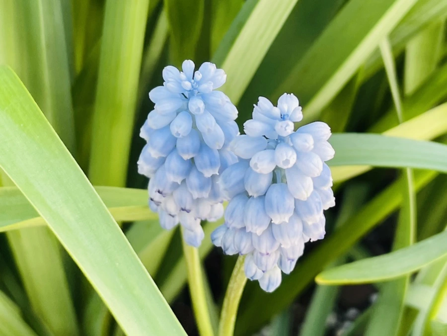 IMG_2063.jpg?type=w966