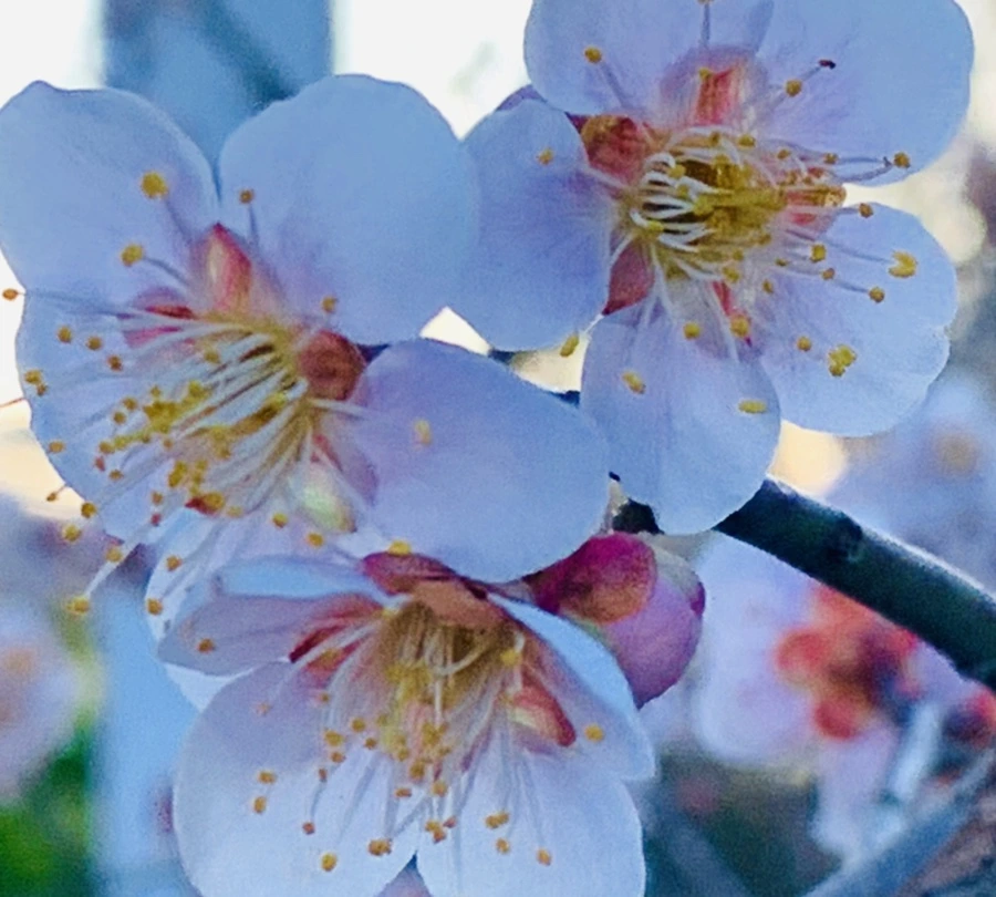 IMG_0796.jpg?type=w966