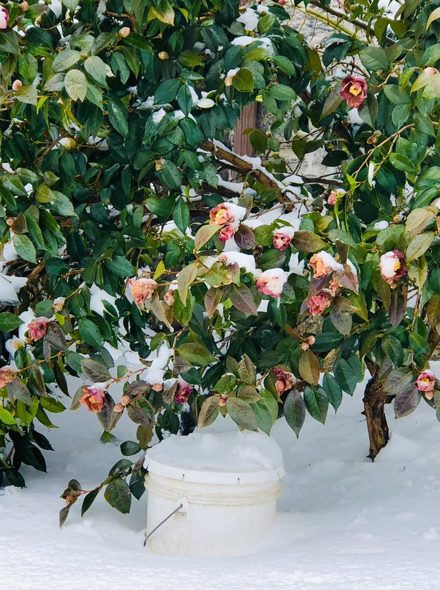 IMG_9084.jpg?type=w966