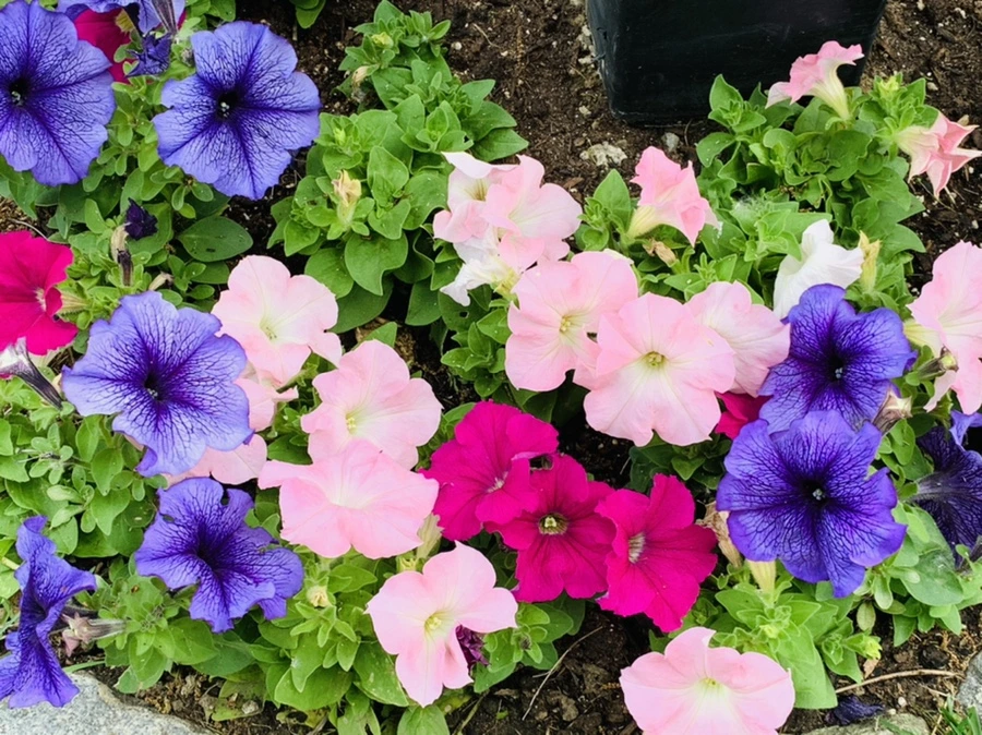 IMG_5447.jpg?type=w966