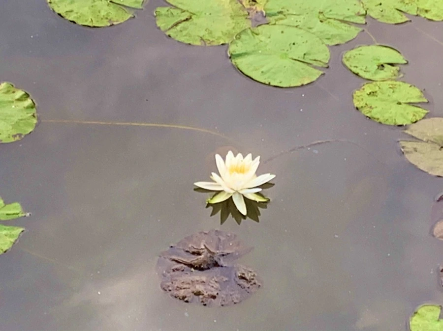 IMG_1860.jpg?type=w966