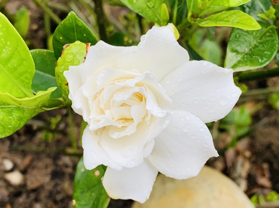 IMG_6982.jpg?type=w966