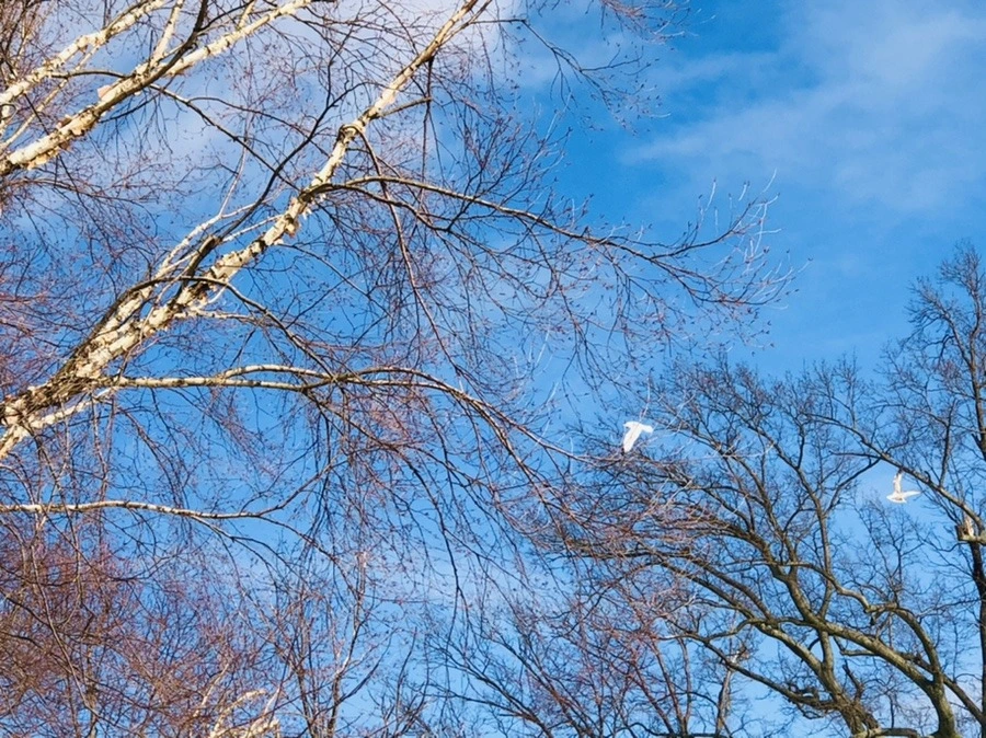 pDhFB4qisy7C96I3c9bwYBbmCvo