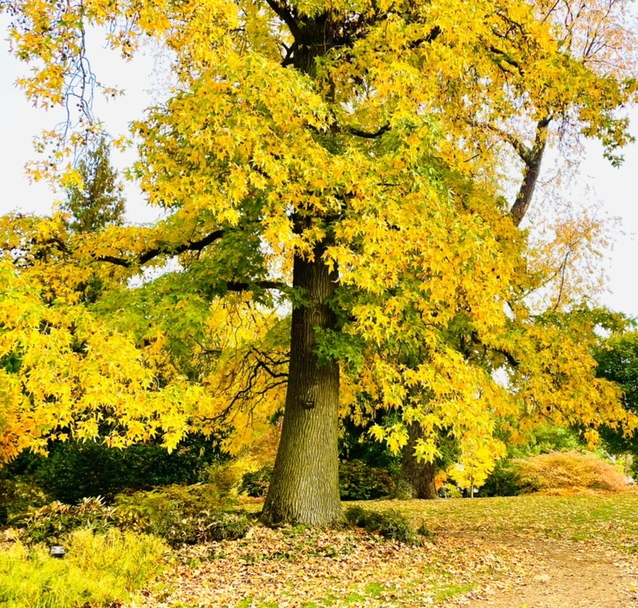 IMG_2359.jpg?type=w966