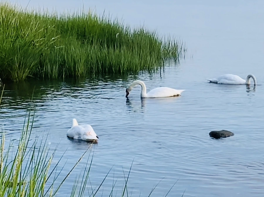 IMG_1380.jpg?type=w966