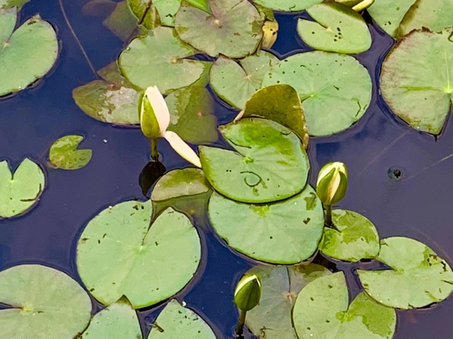 IMG_2965.jpg?type=w966