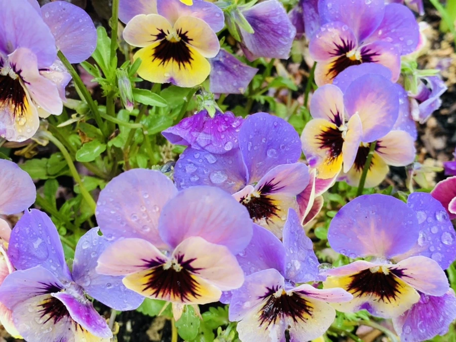 IMG_9782.jpg?type=w966