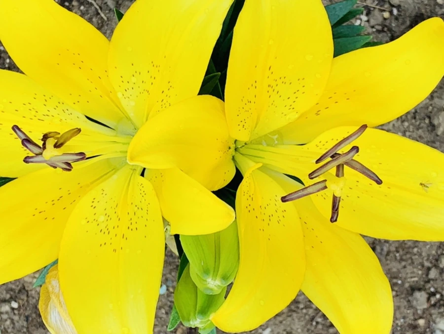 IMG_5869.jpg?type=w966