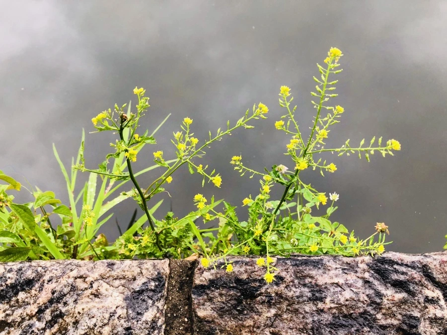 IMG_3218.jpg?type=w966