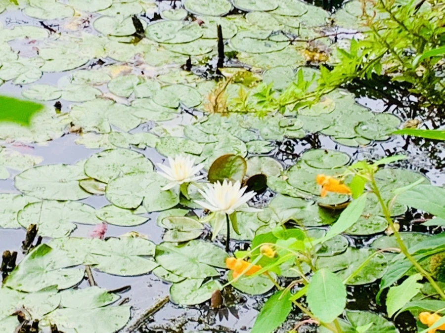 IMG_9115.jpg?type=w966