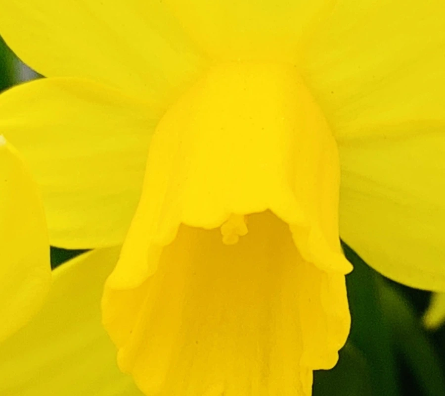 IMG_3471.jpg?type=w966