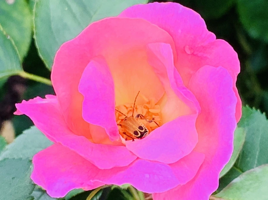 IMG_0447.jpg?type=w966