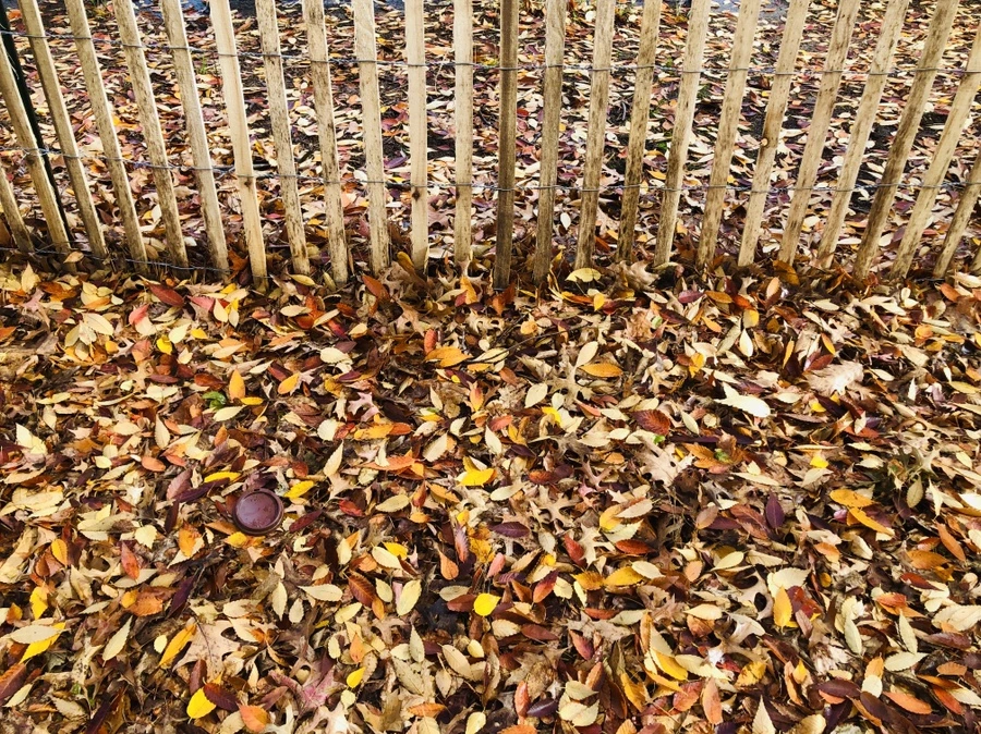 IMG_5447.jpg?type=w966