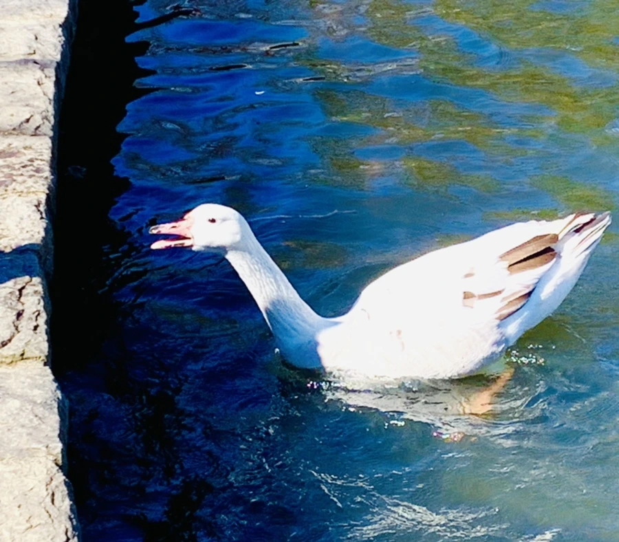 IMG_8260.jpg?type=w966