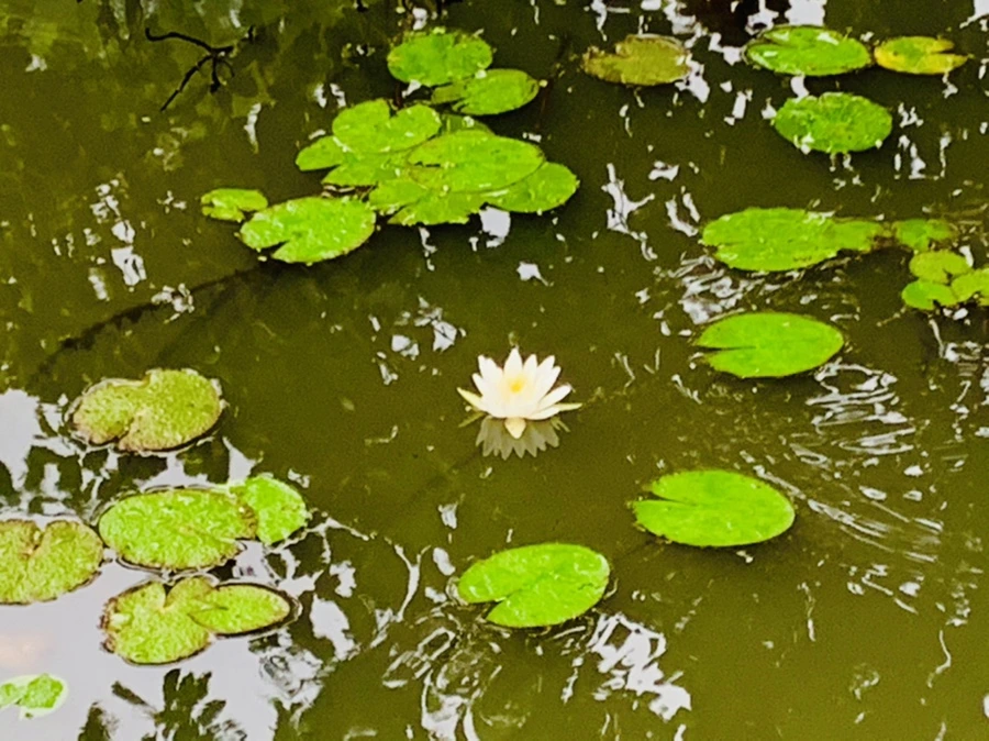 IMG_4593.jpg?type=w966