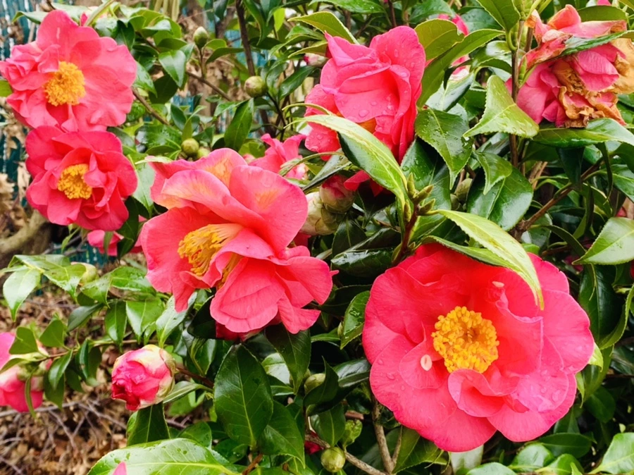 IMG_6269.jpg?type=w966