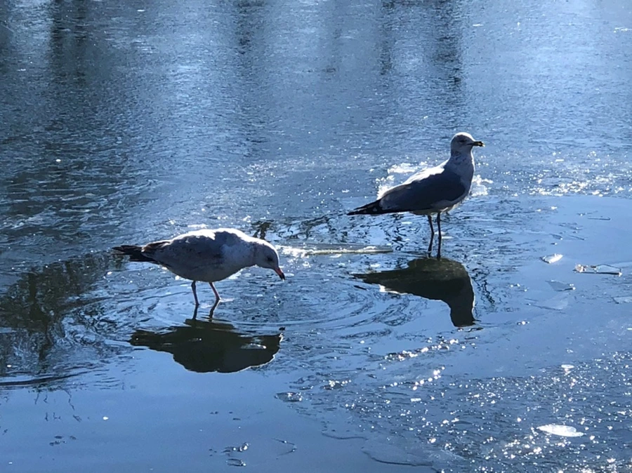 IMG_8089.jpg?type=w966