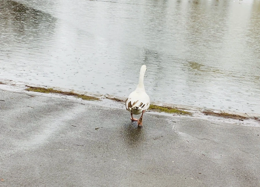 IMG_2041.jpg?type=w966