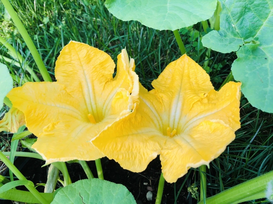 IMG_1105.jpg?type=w966