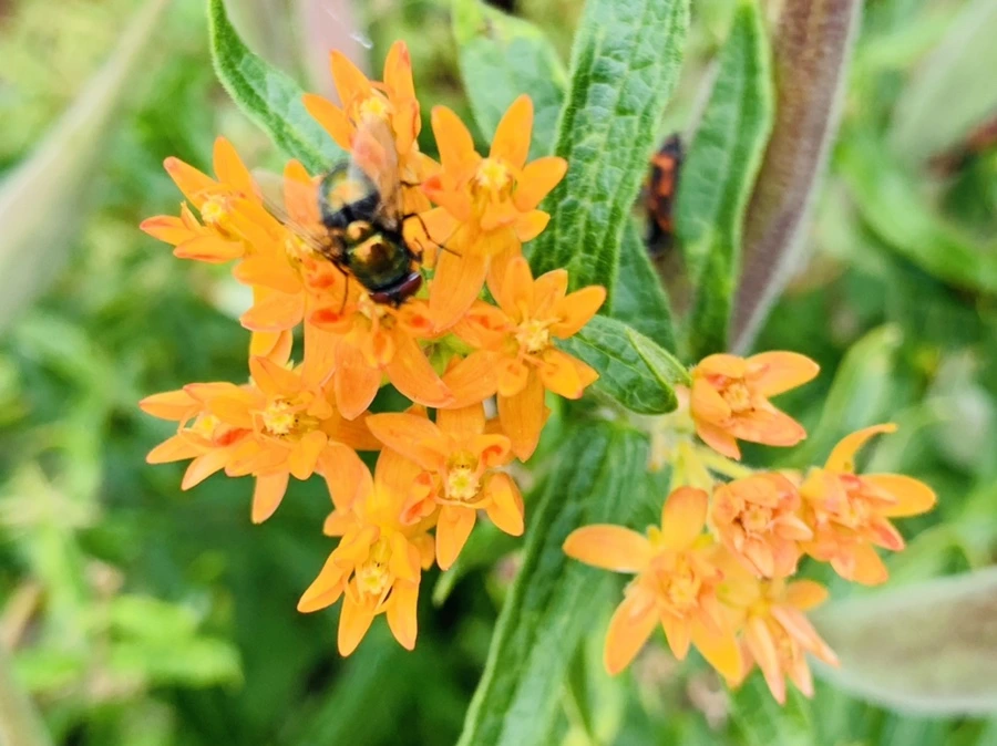 IMG_1053.jpg?type=w966