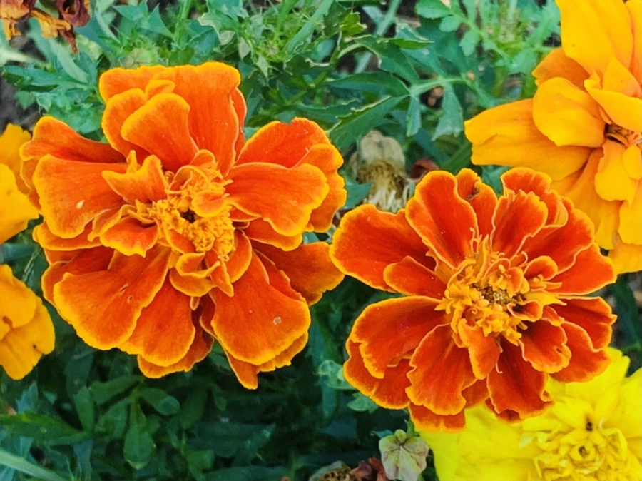 IMG_5276.jpg?type=w966