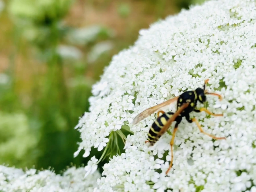 IMG_6842.jpg?type=w966