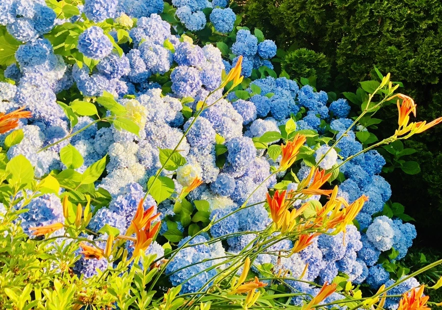 IMG_0686.jpg?type=w966