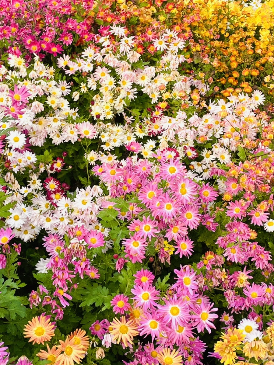 IMG_1206.jpg?type=w966