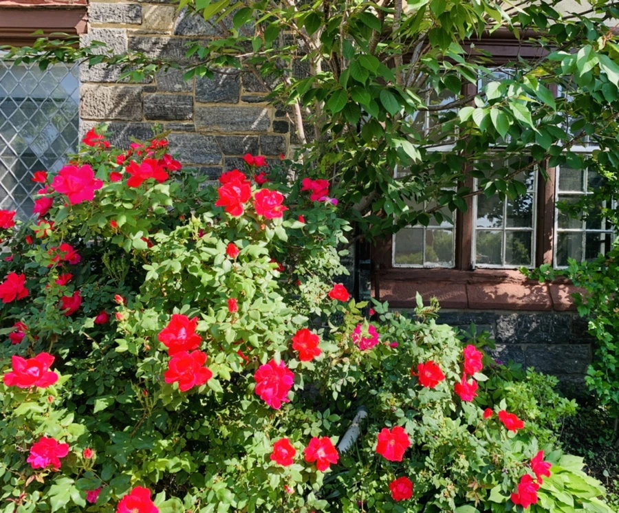 IMG_4706.jpg?type=w966