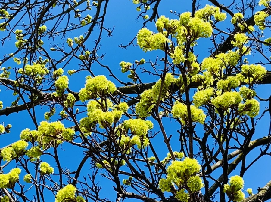 IMG_8530.jpg?type=w966