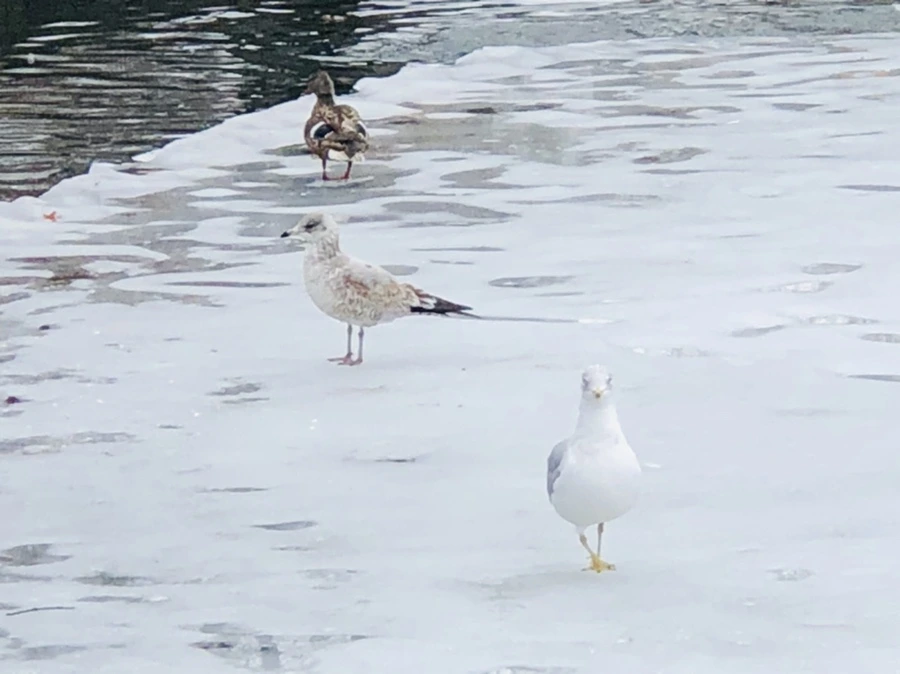 IMG_6348.jpg?type=w966