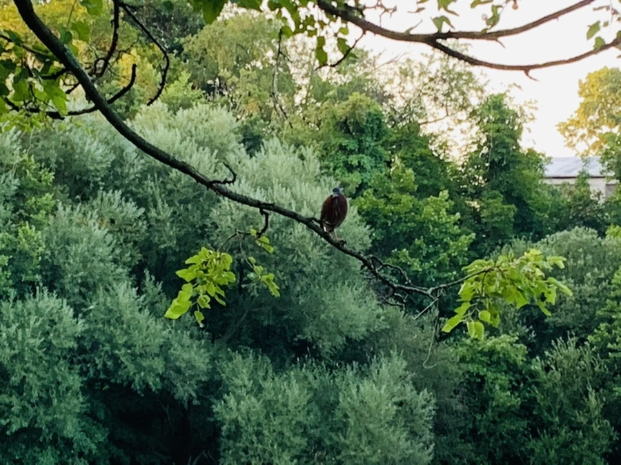 IMG_5532.jpg?type=w966