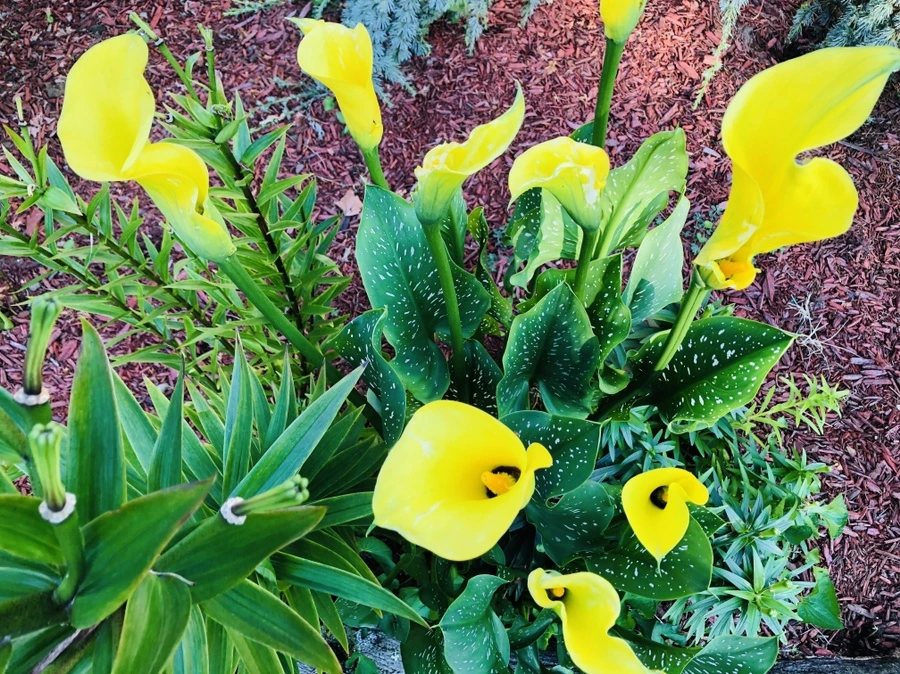 IMG_1847.jpg?type=w966