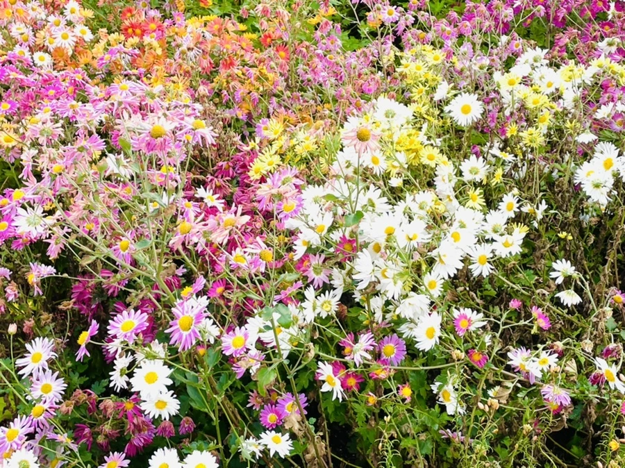 IMG_1182.jpg?type=w966