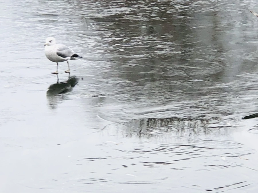 IMG_8974.jpg?type=w966