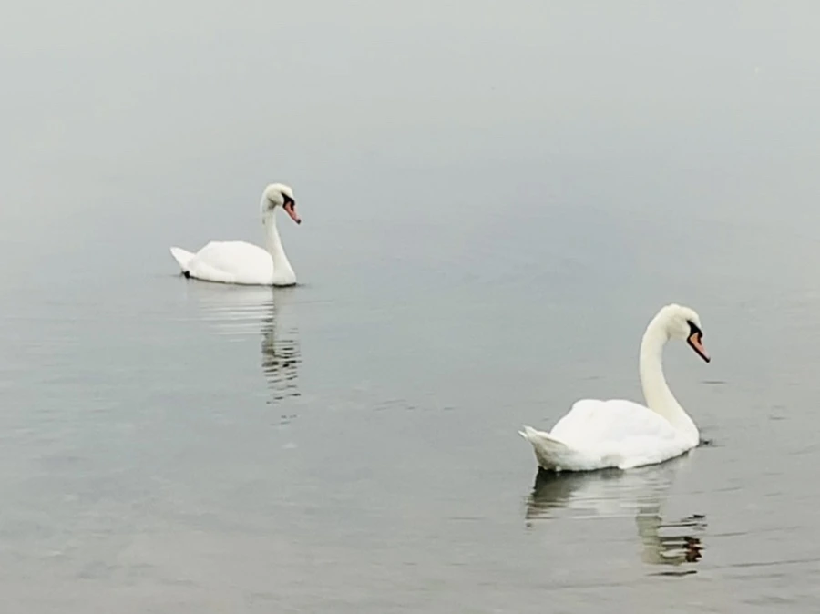 IMG_0319.jpg?type=w966